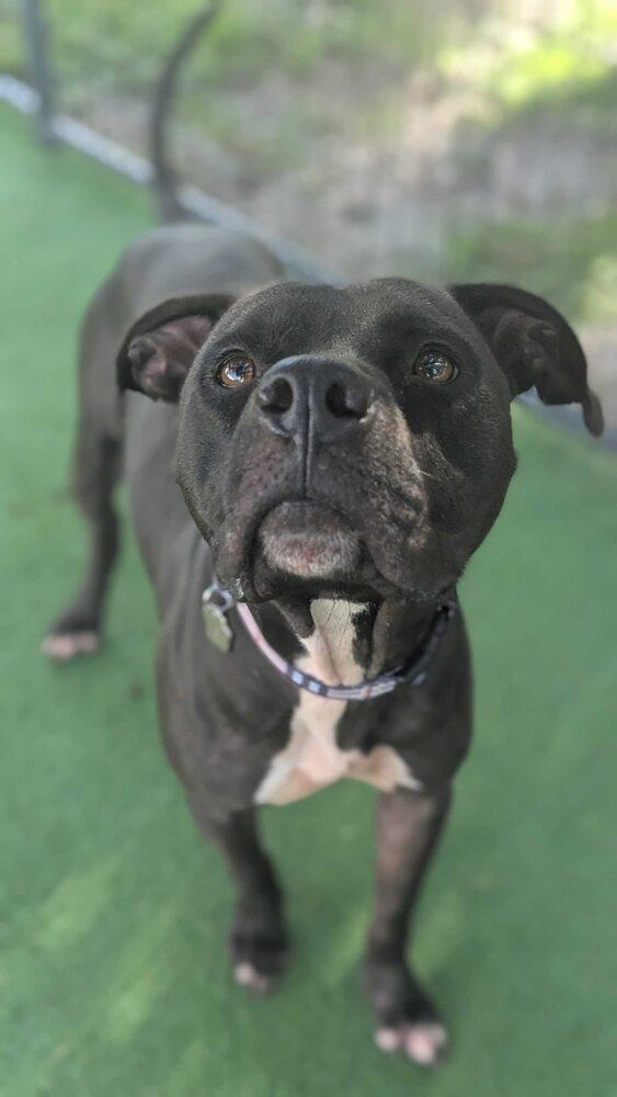 Enlarge Mirok, a Adoptable mixed breed in Lakeland, FL image 3/4