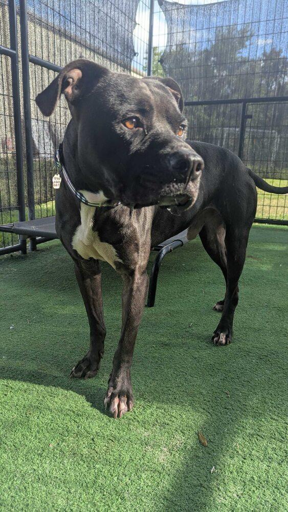 Enlarge Mirok, a Adoptable mixed breed in Lakeland, FL image 4/4