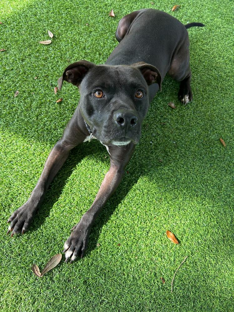 Enlarge Mirok, a Adoptable mixed breed in Lakeland, FL image 5/5