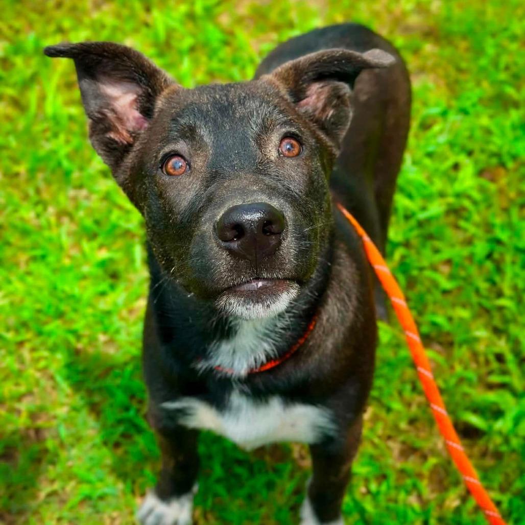Loco, a Adoptable mixed breed in Wadena, MN image 2/5