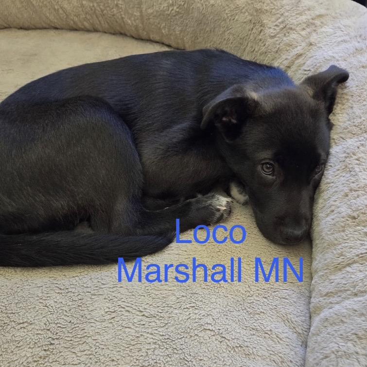 Enlarge Loco, a Adoptable mixed breed in Wadena, MN image 2/2
