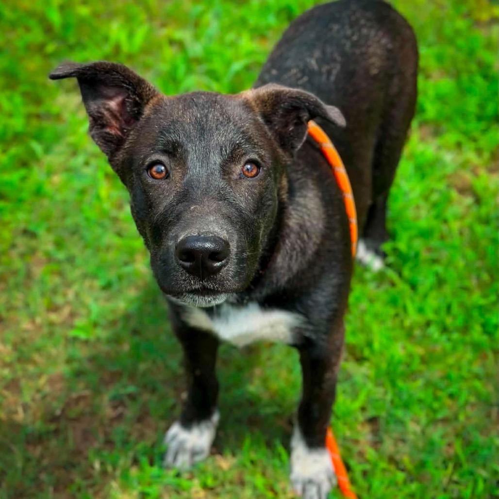 Loco, a Adoptable mixed breed in Wadena, MN image 4/5