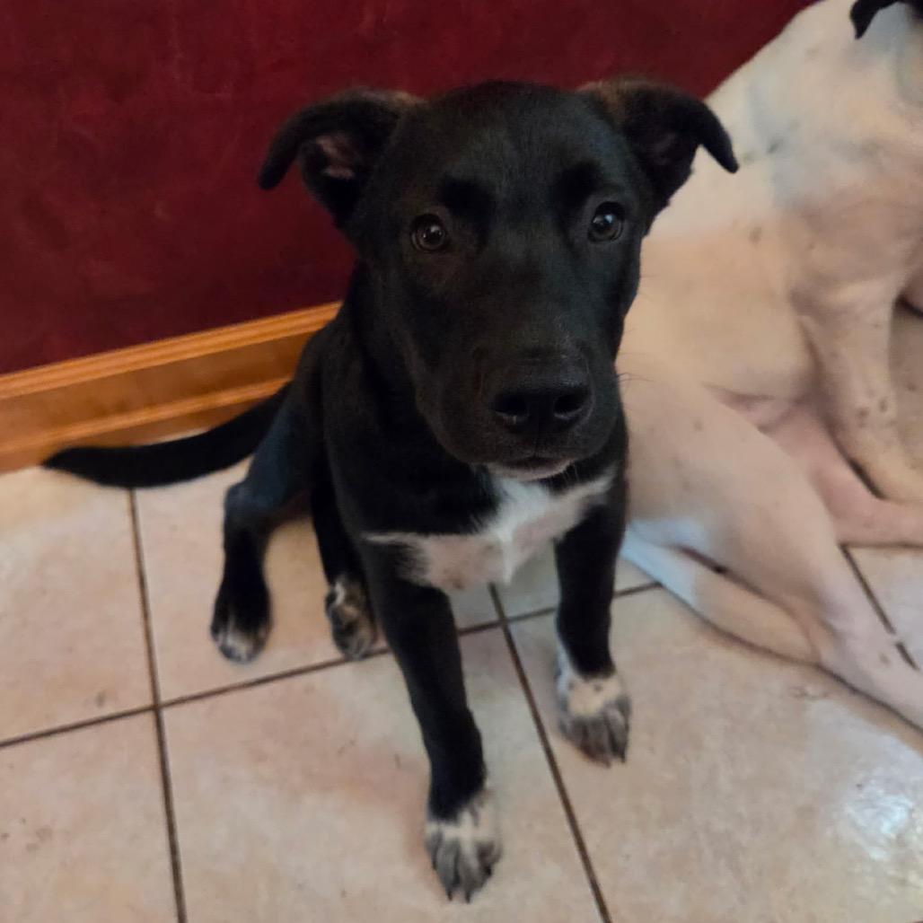 Enlarge Loco, a Adoptable mixed breed in Wadena, MN image 3/3