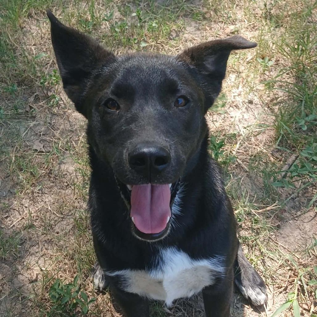 Enlarge Lobo, a Adoptable mixed breed in Wadena, MN image 6/6