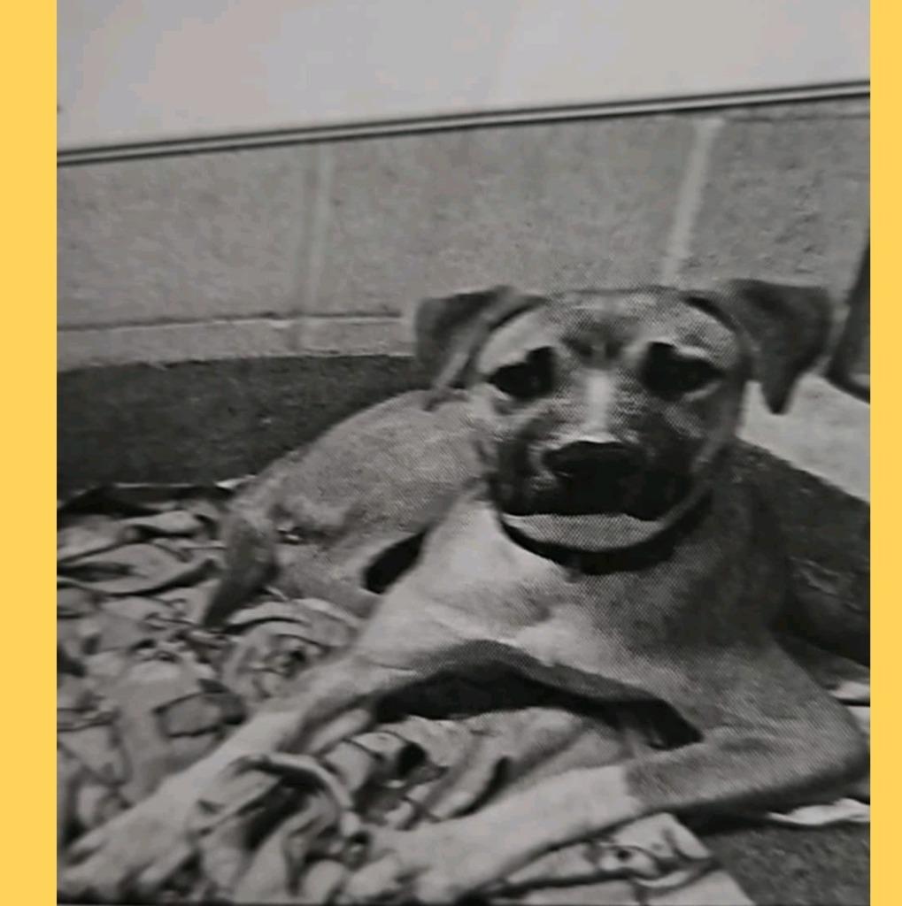 Humpty, Adoptable, Young Male Black Mouth Cur & Anatolian Shepherd.