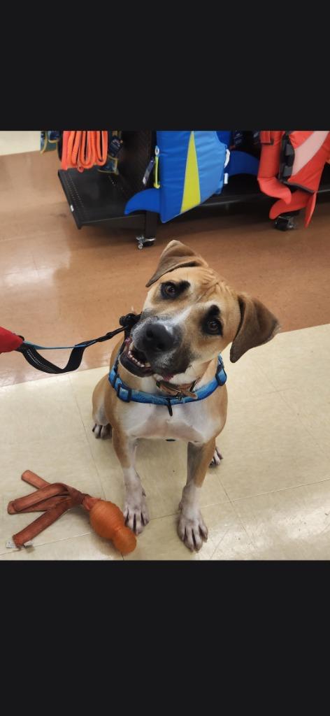 Enlarge Freddy (Humpty), a Adoptable mixed breed in Madison, AL image 4/6