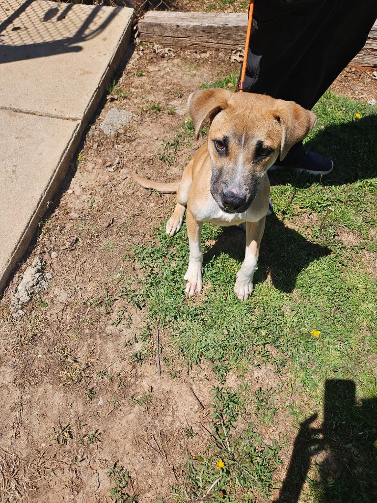 Enlarge Freddy (Humpty), a Adoptable mixed breed in Madison, AL image 2/6