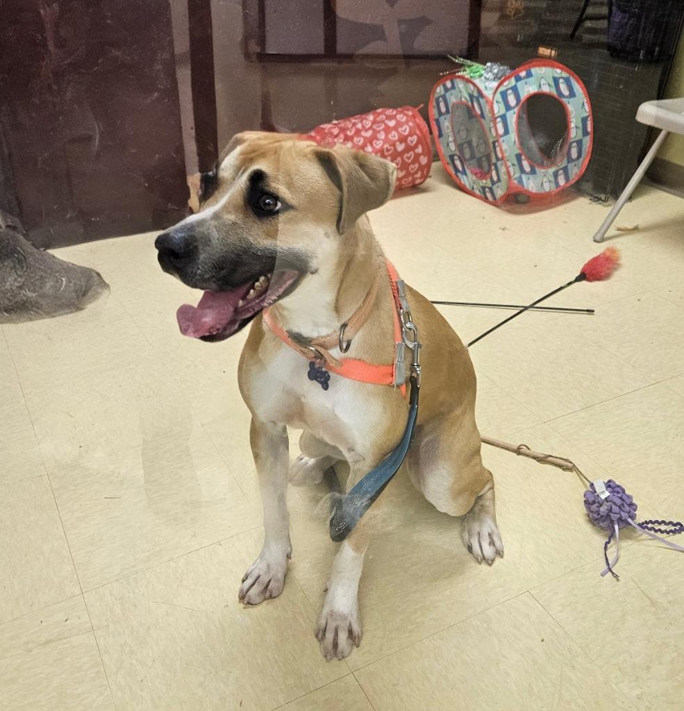 Enlarge Freddy (Humpty), a Adoptable mixed breed in Madison, AL image 3/6