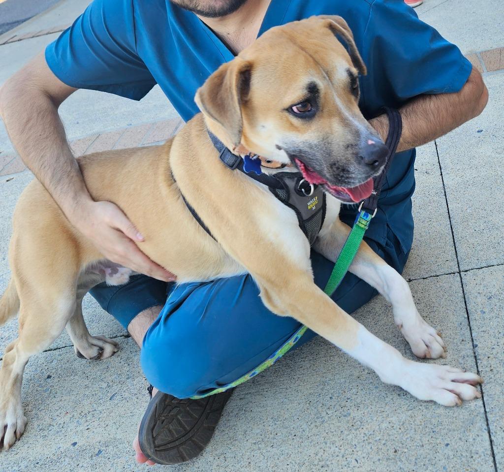 Enlarge Freddy (Humpty), a Adoptable mixed breed in Madison, AL image 4/6