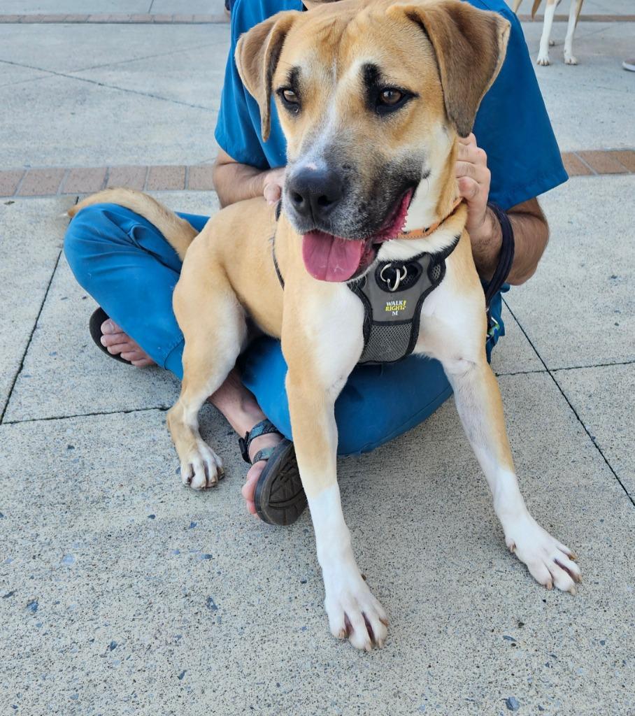 Enlarge Freddy (Humpty), a Adoptable mixed breed in Madison, AL image 6/6