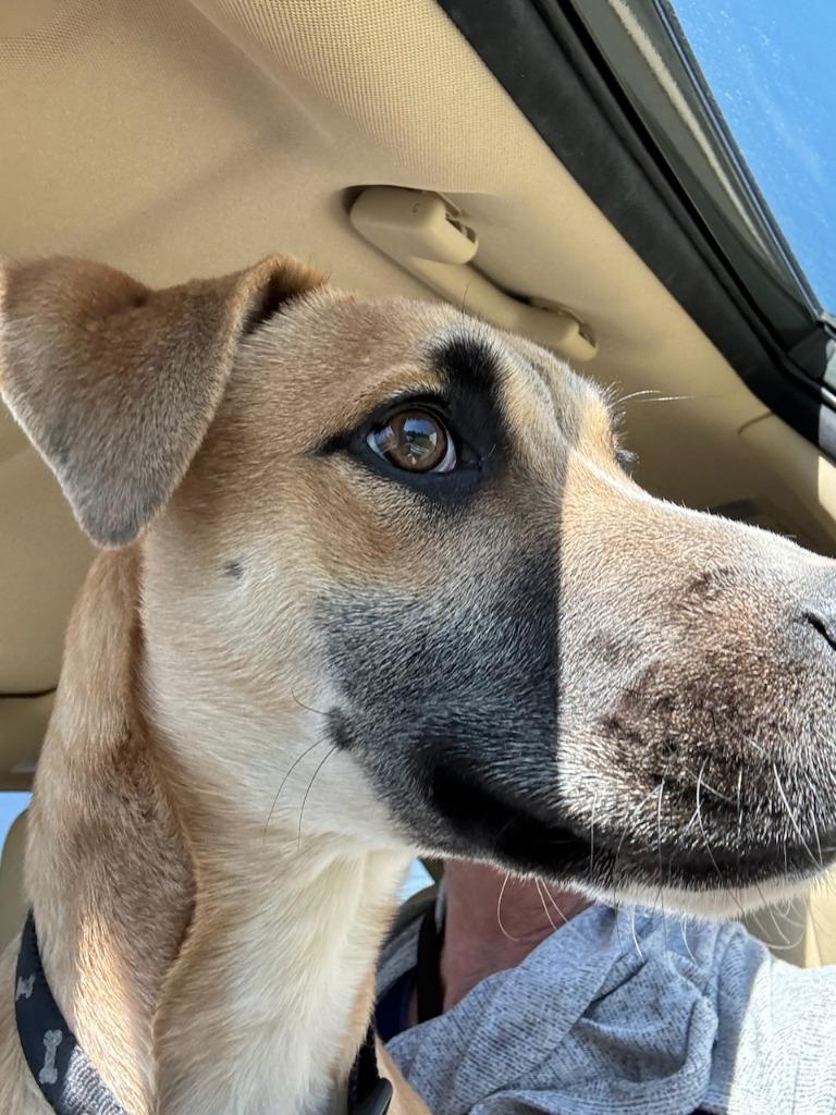 Enlarge Freddy (Humpty), a Adoptable mixed breed in Madison, AL image 4/6