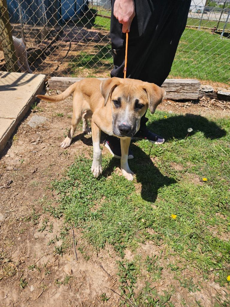 Enlarge Freddy (Humpty), a Adoptable mixed breed in Madison, AL image 5/6