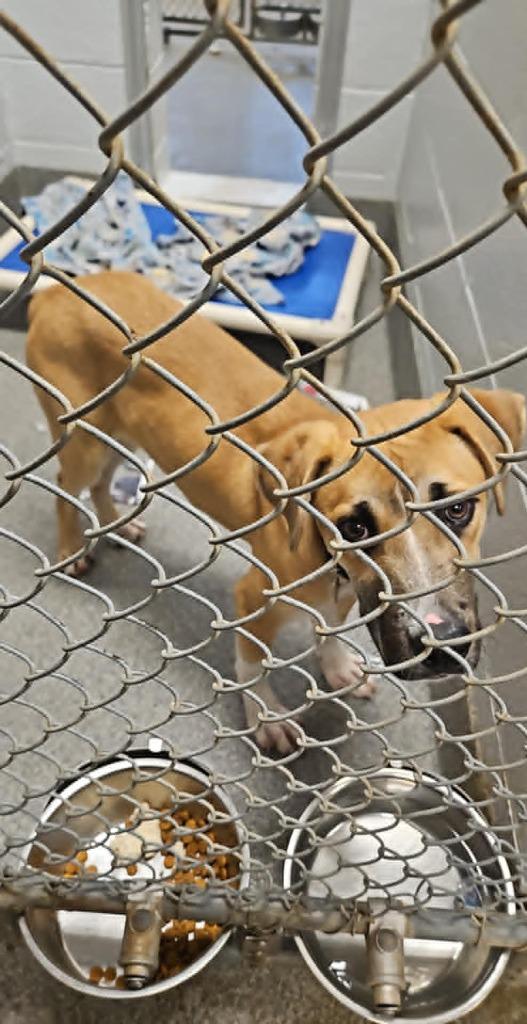 Enlarge Freddy (Humpty), a Adoptable mixed breed in Madison, AL image 6/6