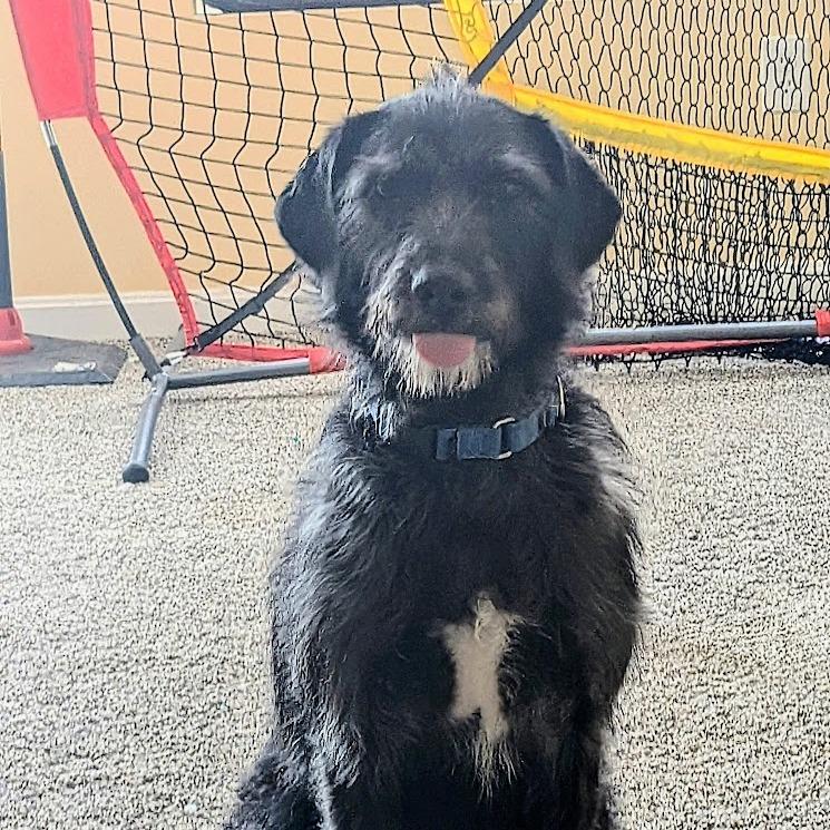 Macaroni - Fee Sponsored, Adoptable, Young Female Wirehaired Terrier & Mixed Breed.