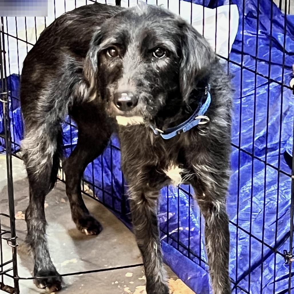 Enlarge Macaroni - Fee Sponsored, a Adoptable mixed breed in Ijamsville, MD image 2/6