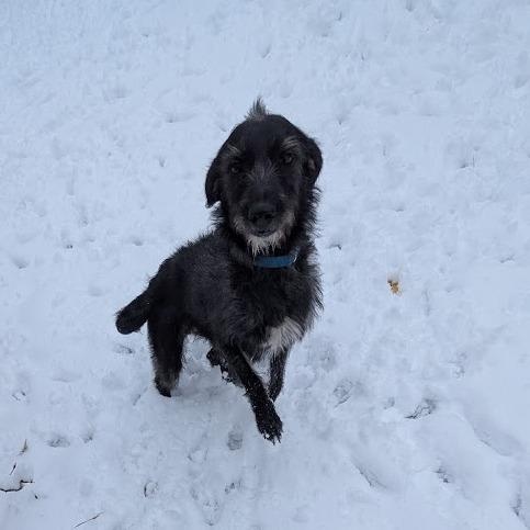 Enlarge Macaroni - Fee Sponsored, a Adoptable mixed breed in Ijamsville, MD image 5/6