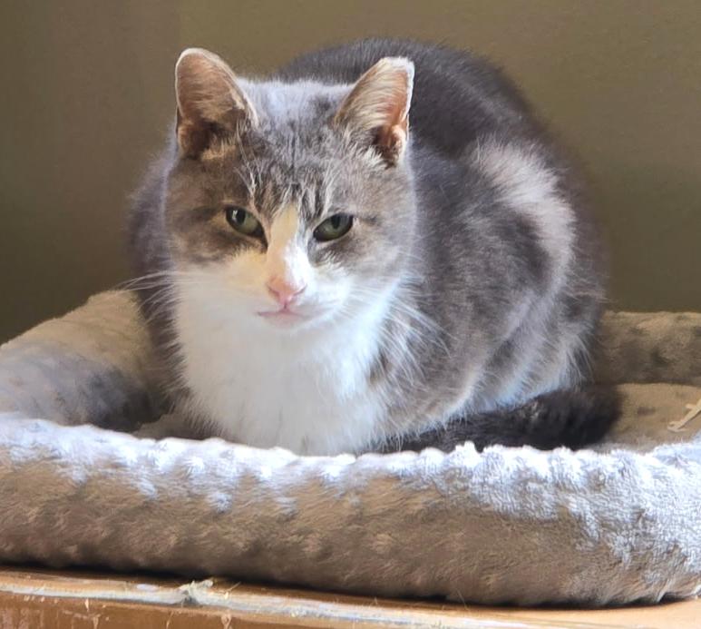 Enlarge Gabby , a Adoptable mixed breed in Hilton Head Island, SC image 2/4