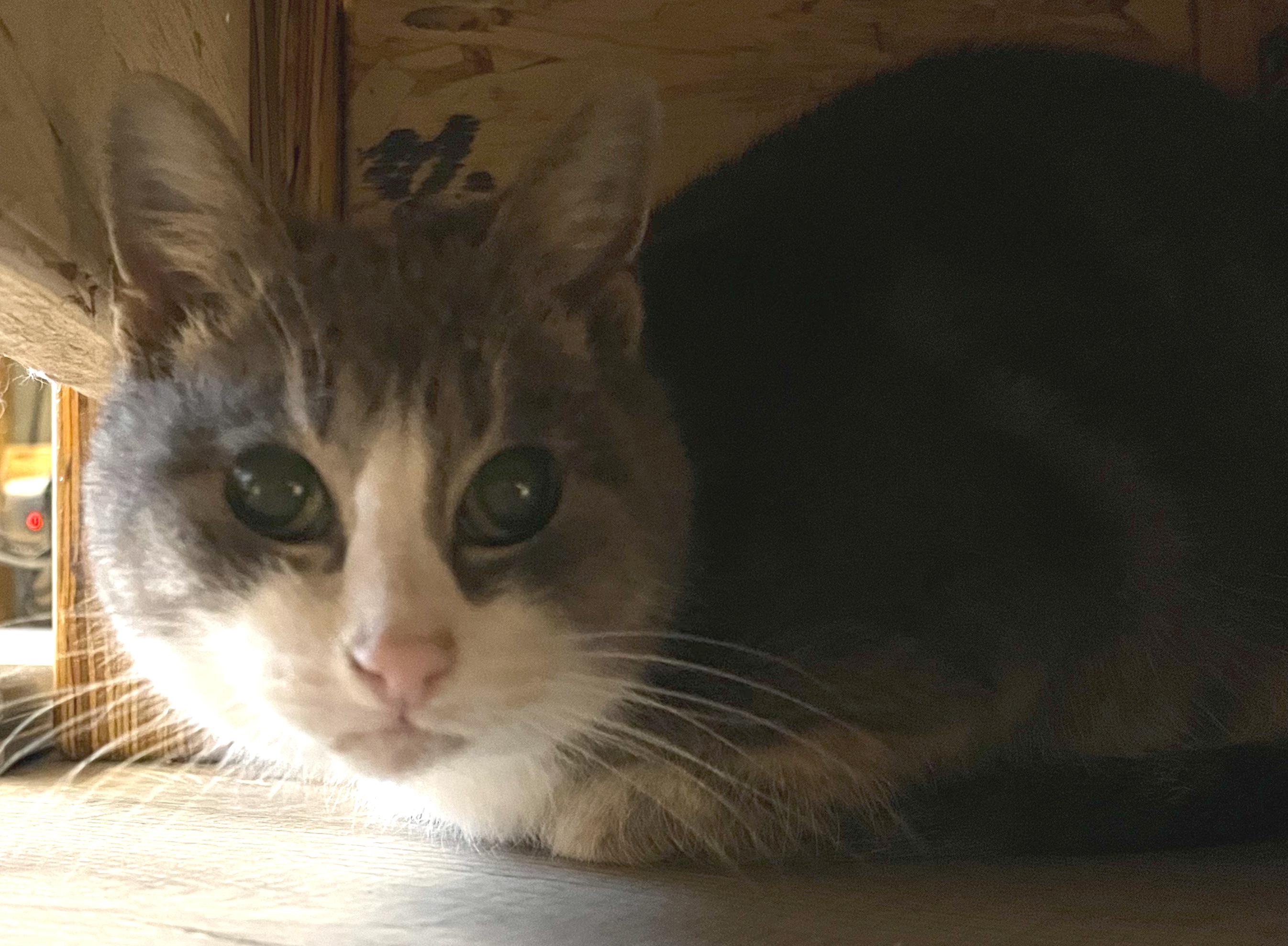 Enlarge Gabby , a Adoptable mixed breed in Hilton Head Island, SC image 3/4