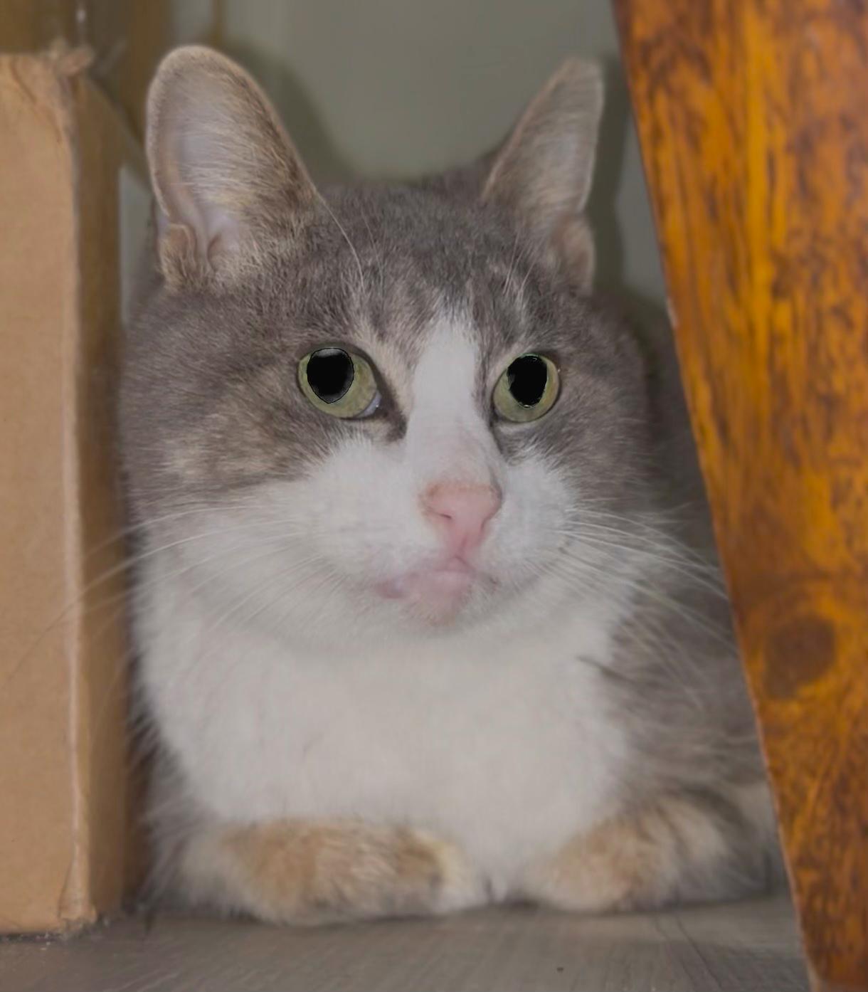 Gabby , Adoptable, Senior Female American Shorthair.