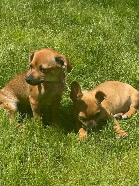 Justin Bieber, an adopted Chiweenie in Lafayette, CA image 4/5