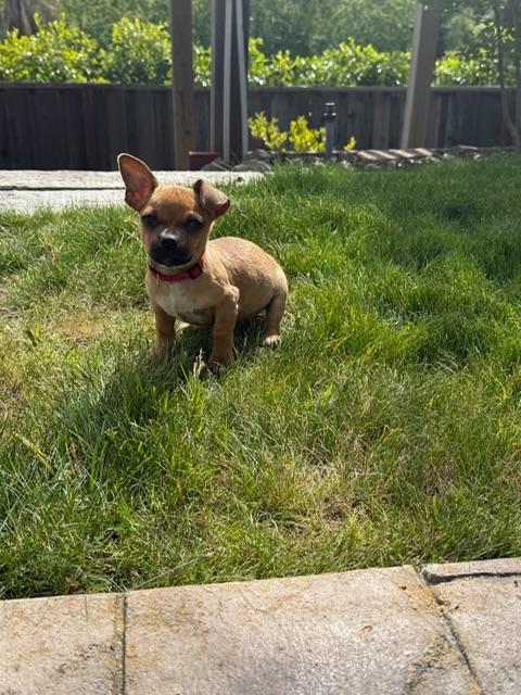 Justin Bieber, an adopted Chiweenie in Lafayette, CA image 5/5