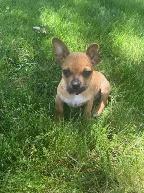 Justin Bieber, adopted, Puppy Male Chiweenie.