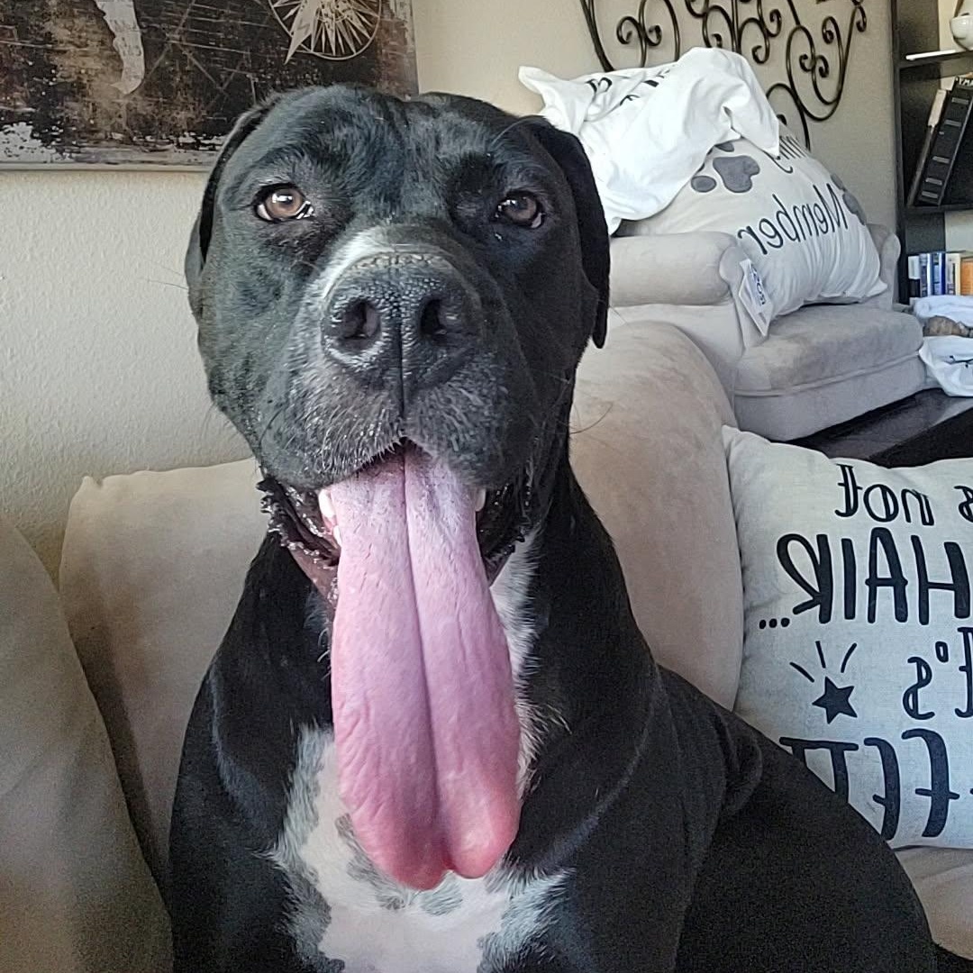 Enlarge Bailey, a Adoptable mixed breed in Seal Beach, CA image 6/6