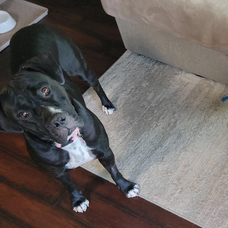 Enlarge Bailey, a Adoptable mixed breed in Seal Beach, CA image 2/6