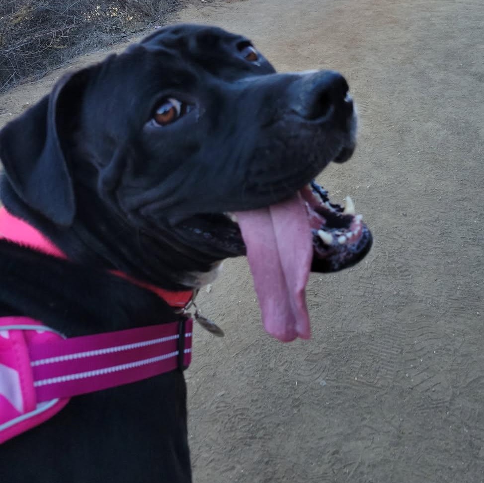 Enlarge Bailey, a Adoptable mixed breed in Seal Beach, CA image 1/6