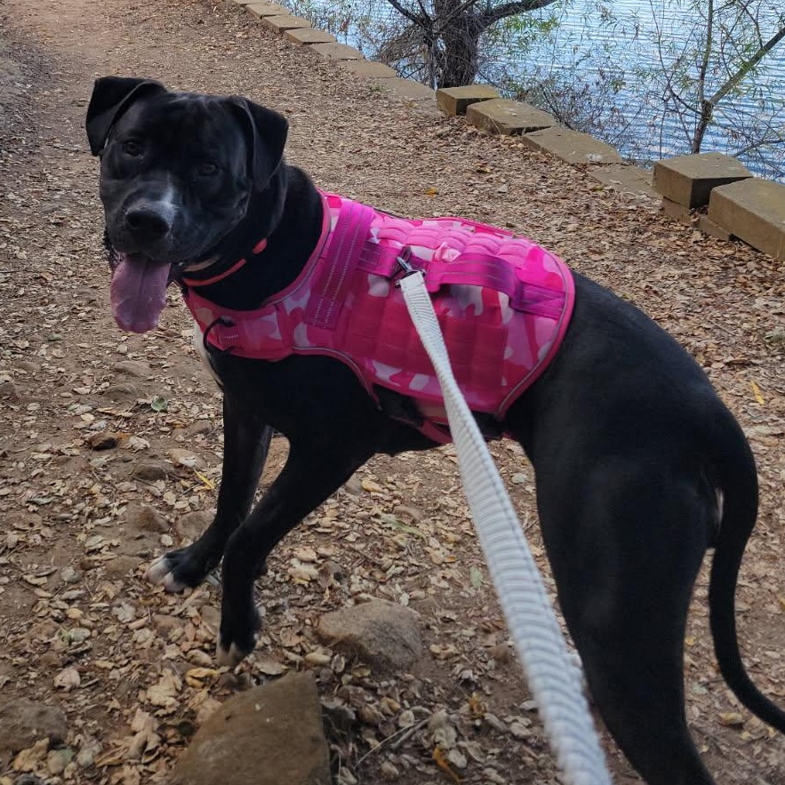 Enlarge Bailey, a Adoptable mixed breed in Seal Beach, CA image 3/6