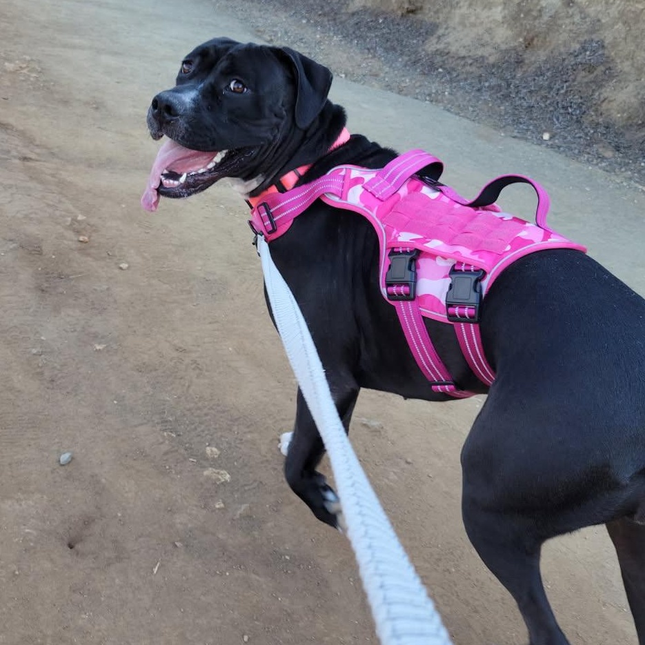 Enlarge Bailey, a Adoptable mixed breed in Seal Beach, CA image 4/6
