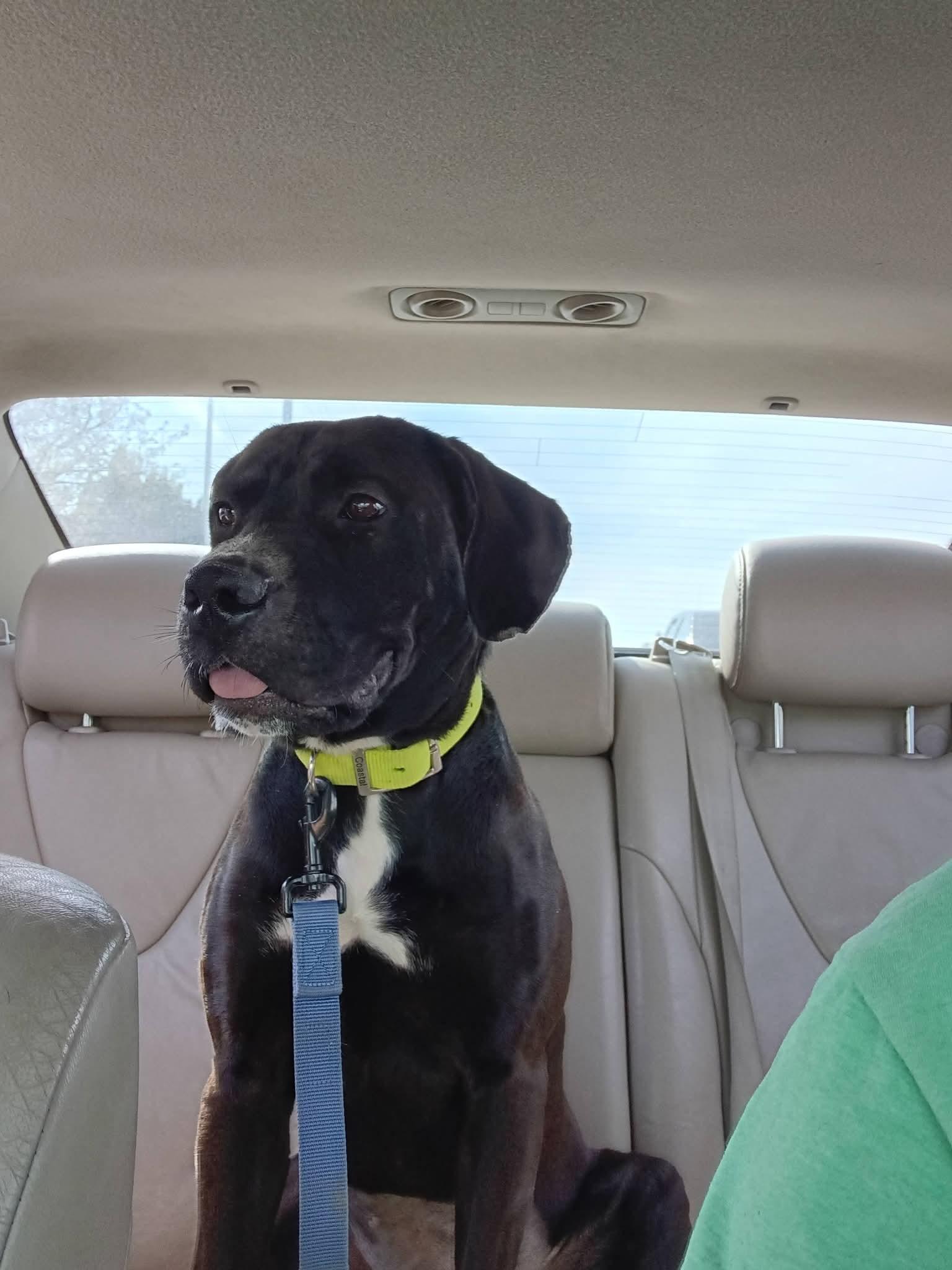 Enlarge Loki, an adoptable mixed breed in Evansville, IN image 2/3
