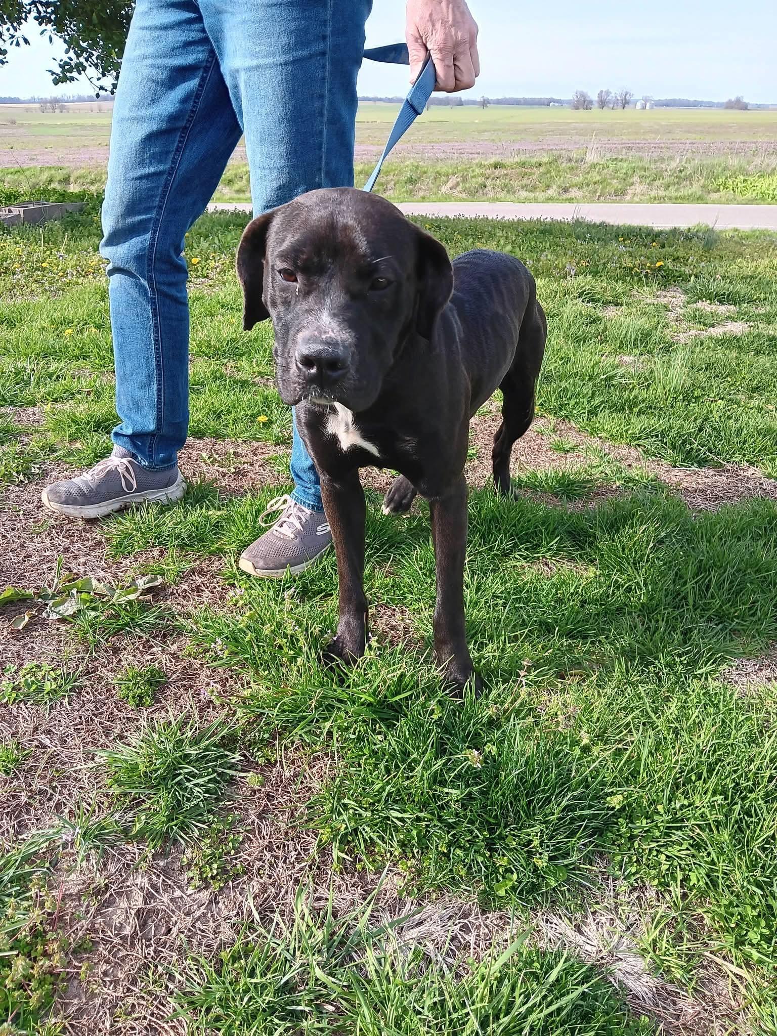 Loki, adoptable, Adult Female American Bully & Cane Corso.