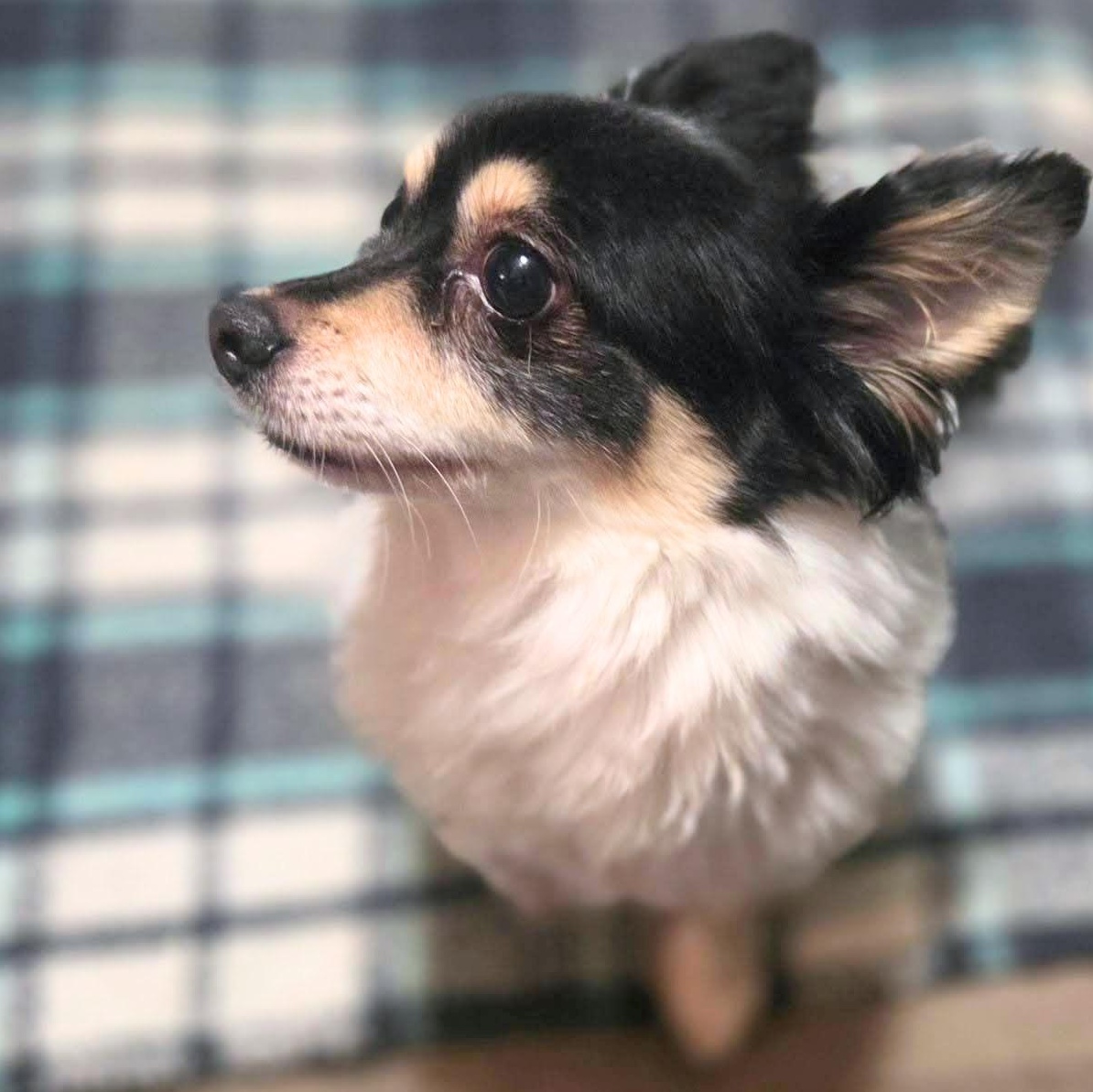 Miles, an adopted Chihuahua in Austin, TX image 4/4