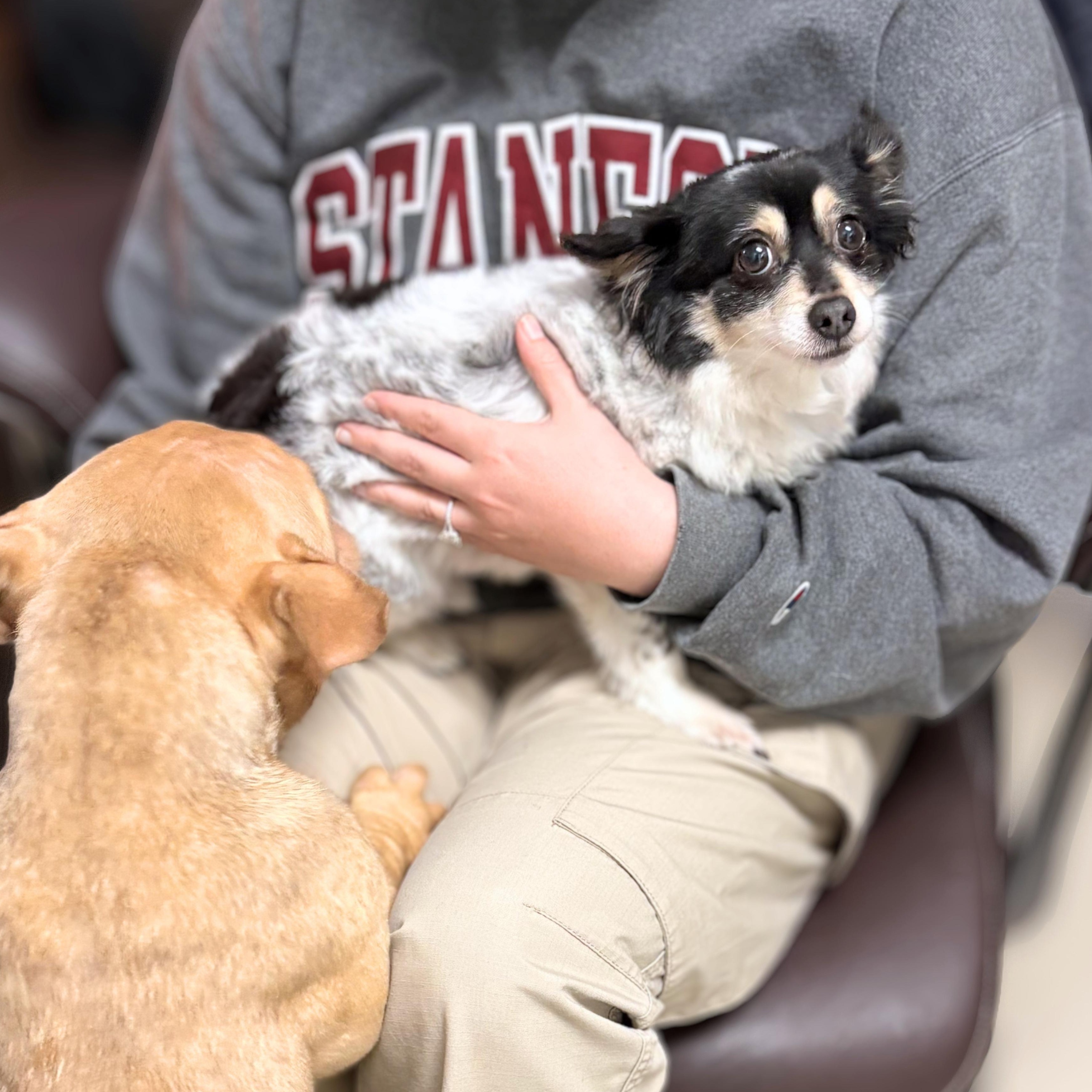 Miles, an adopted Chihuahua in Austin, TX image 3/4
