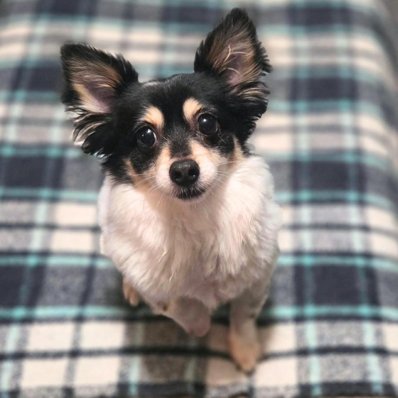Miles, an adopted Chihuahua in Austin, TX image 1/4