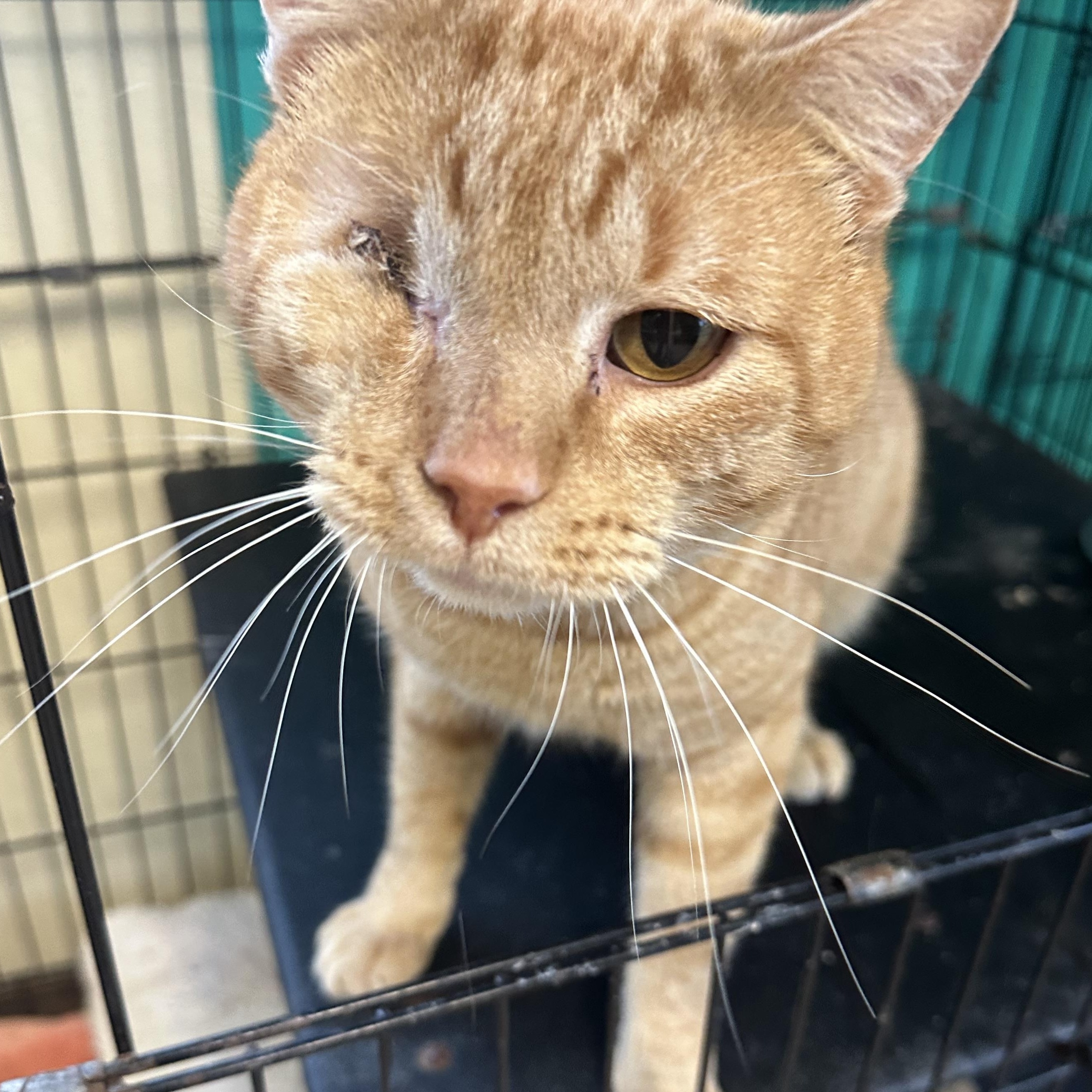 Captain Morgan, adoptable, Adult Male Domestic Short Hair.