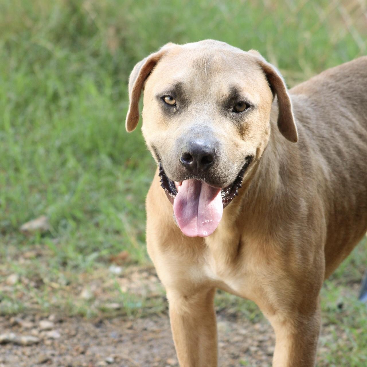 Enlarge Kai, a Adoptable mixed breed in Northwood, NH image 2/6