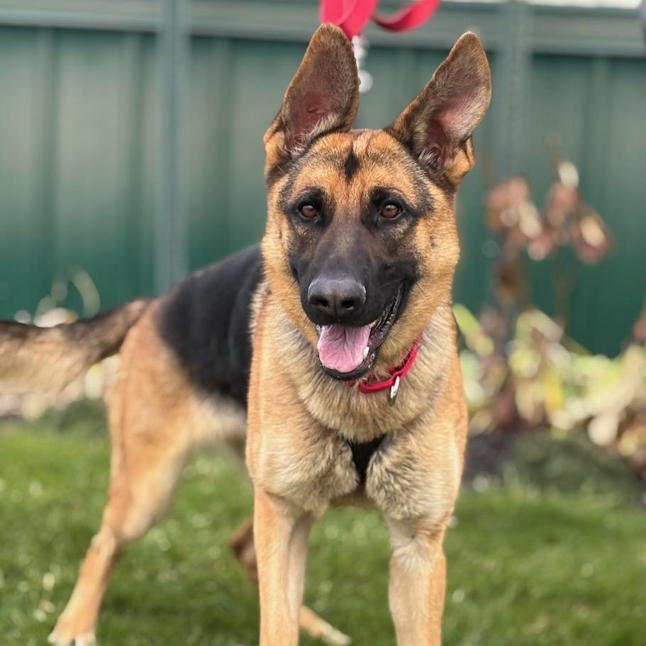 Zoey, Adoptable, Young Female German Shepherd Dog.