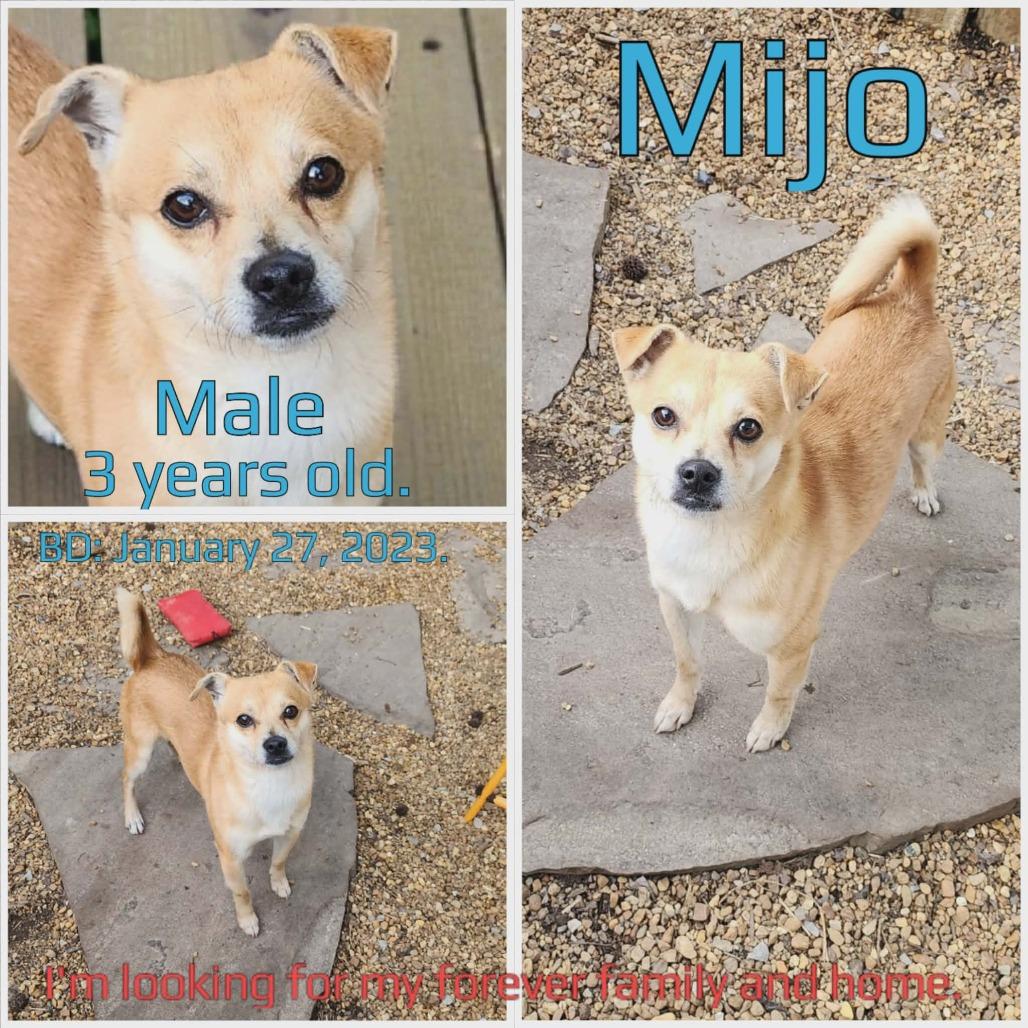 Mijo