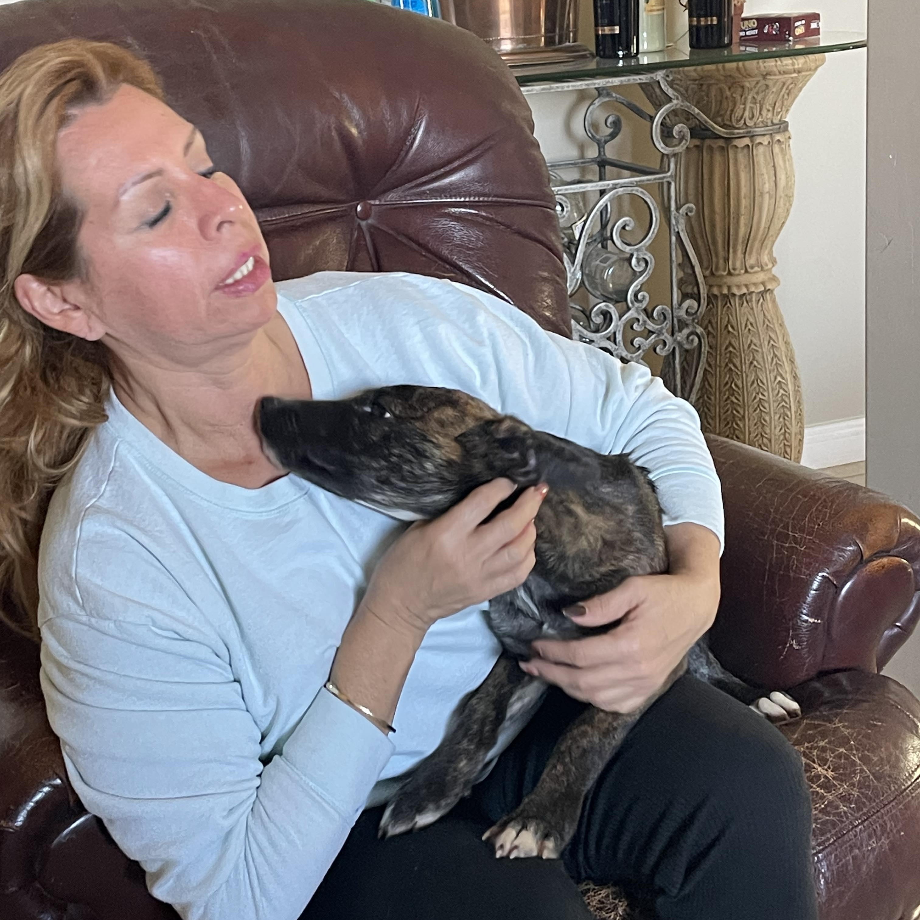 Enlarge DAKOTA 6 months 22 pounds, a Adoptable mixed breed in san diego, CA image 4/6