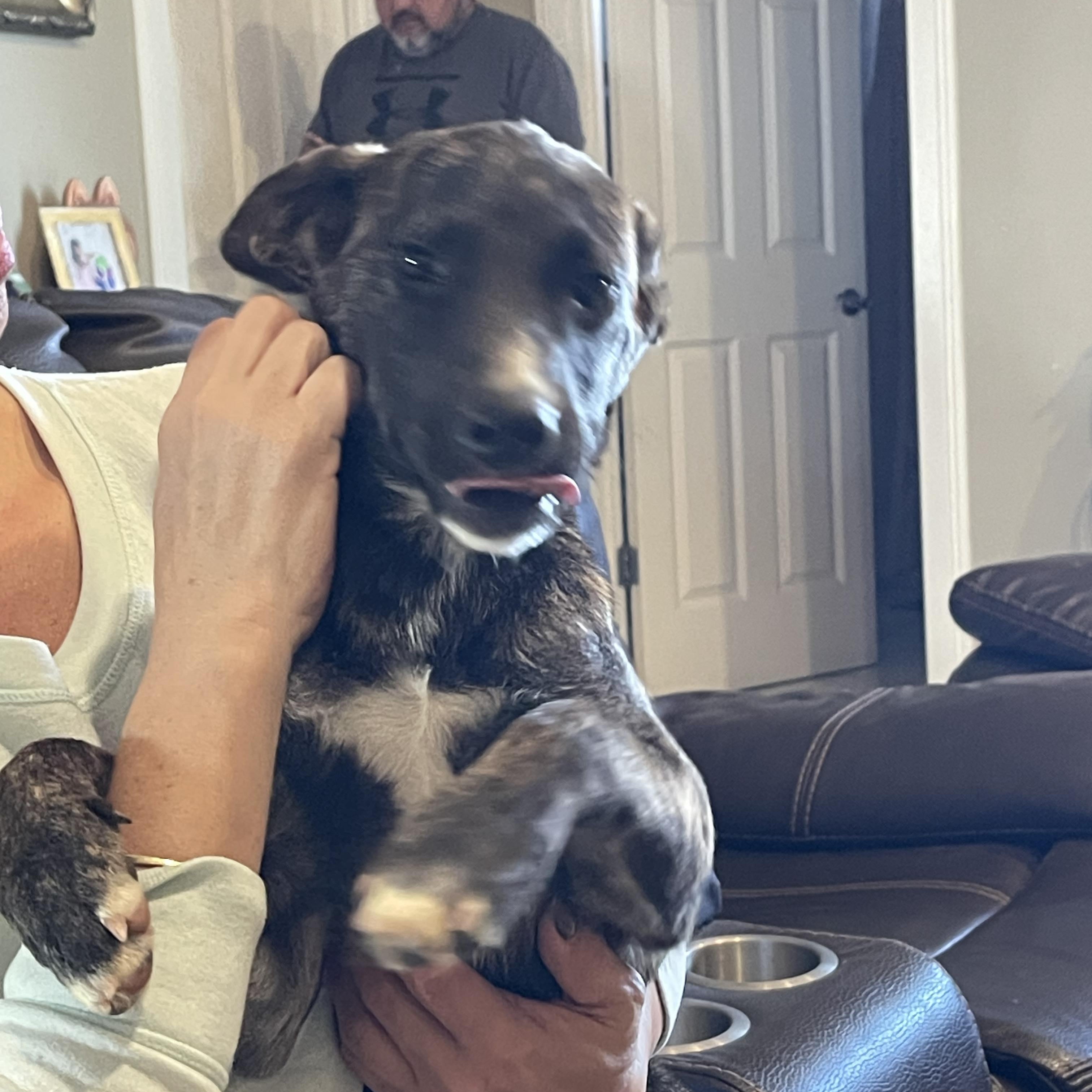 Enlarge DAKOTA 6 months 22 pounds, a Adoptable mixed breed in san diego, CA image 3/6