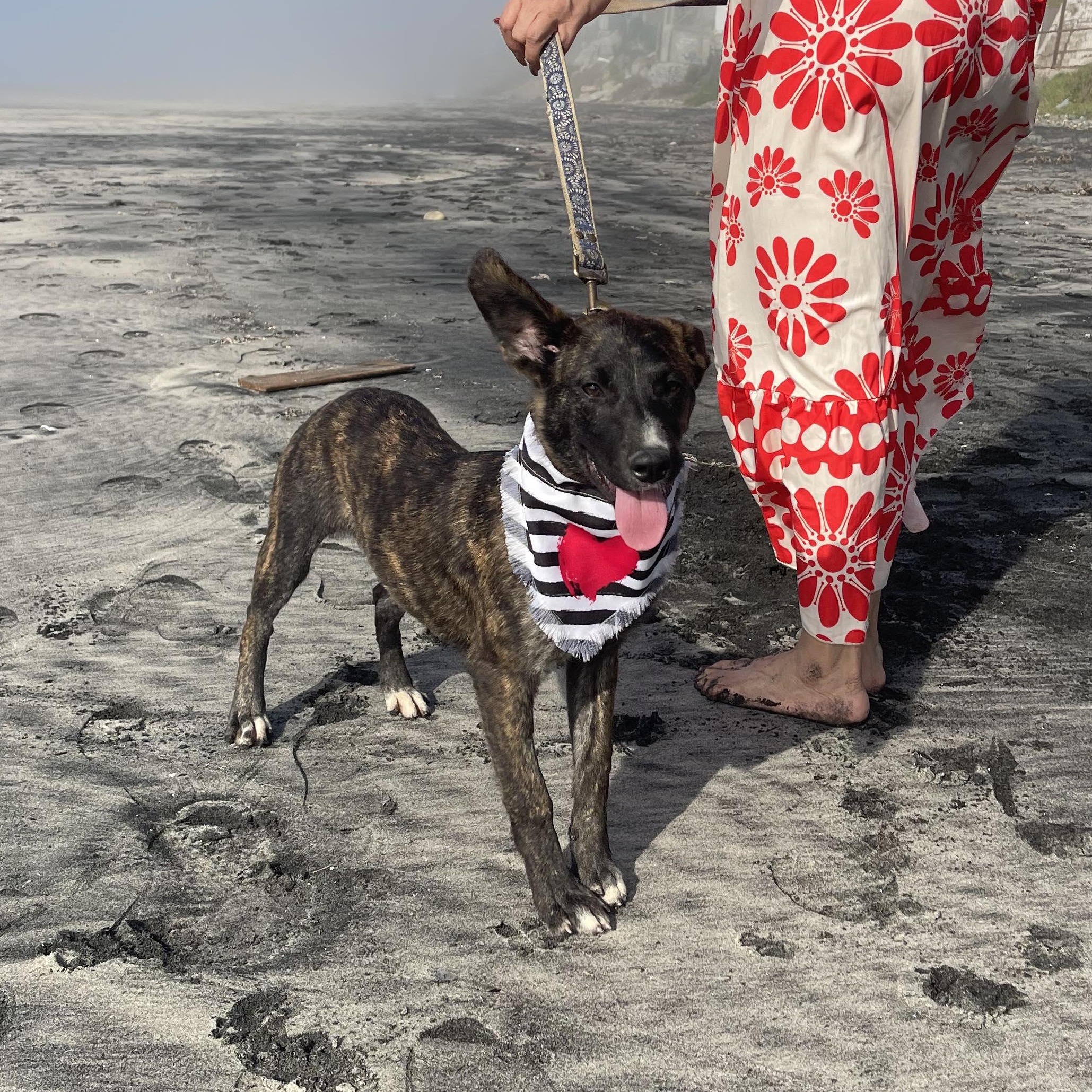 Enlarge DAKOTA 6 months 28 pounds, a Adoptable mixed breed in Aliso Viejo, CA image 6/6