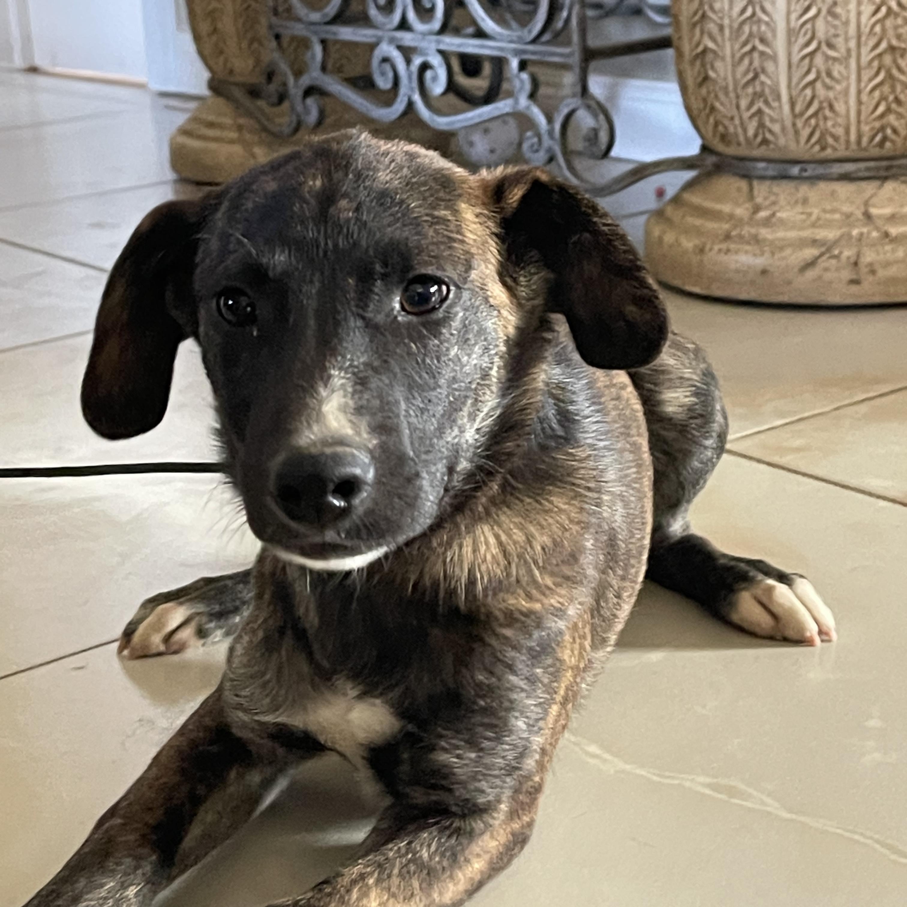 Enlarge DAKOTA 6 months 22 pounds, a Adoptable mixed breed in san diego, CA image 1/6