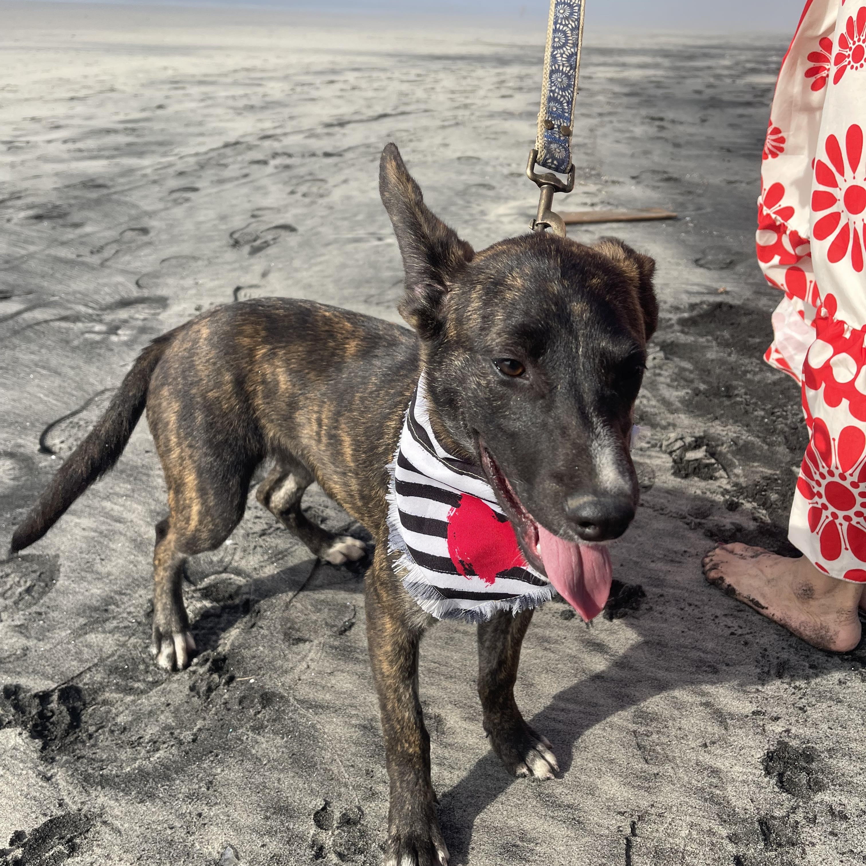 Enlarge DAKOTA 6 months 28 pounds, a Adoptable mixed breed in Aliso Viejo, CA image 3/6