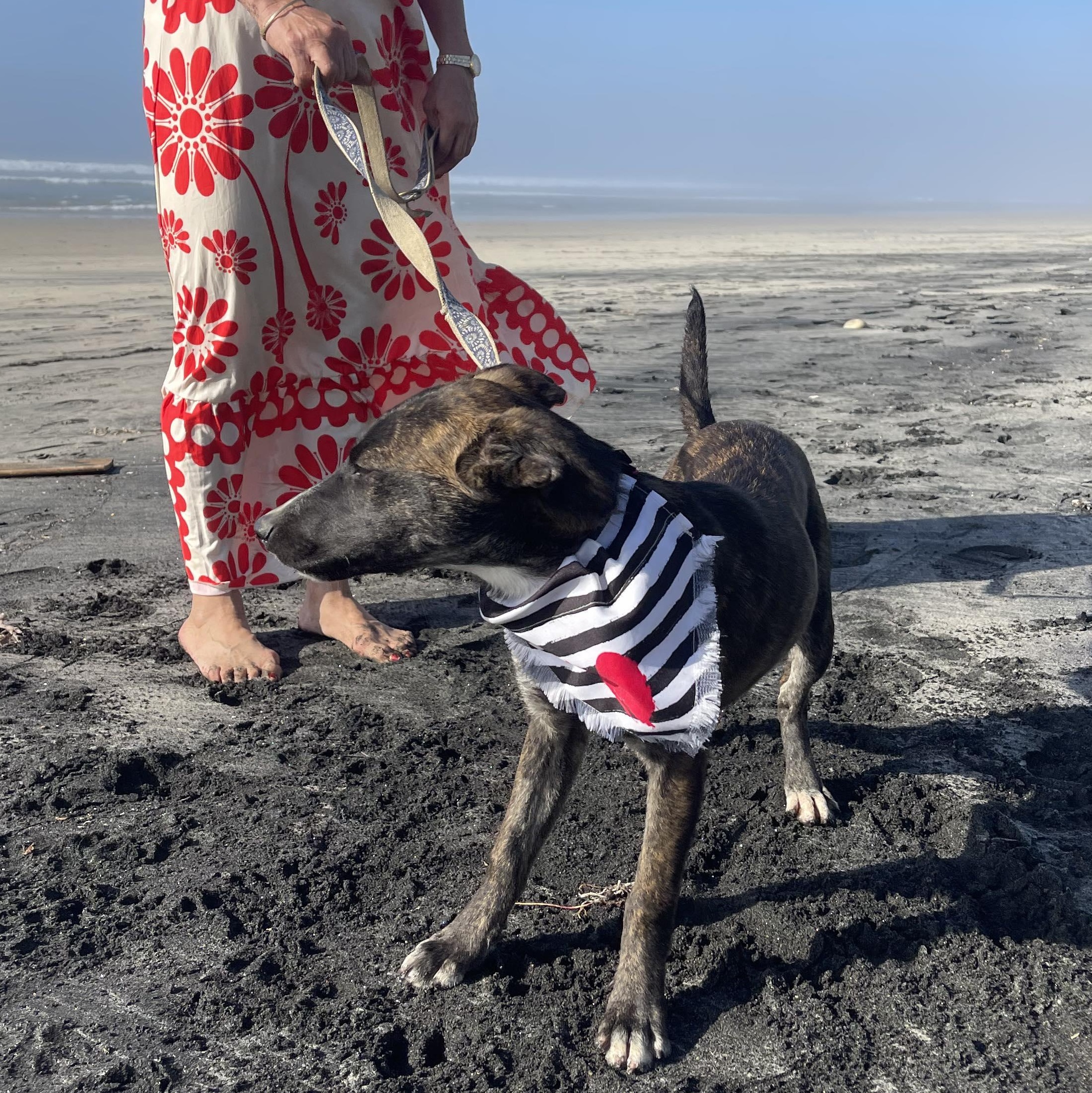 Enlarge DAKOTA 6 months 28 pounds, a Adoptable mixed breed in Aliso Viejo, CA image 5/6