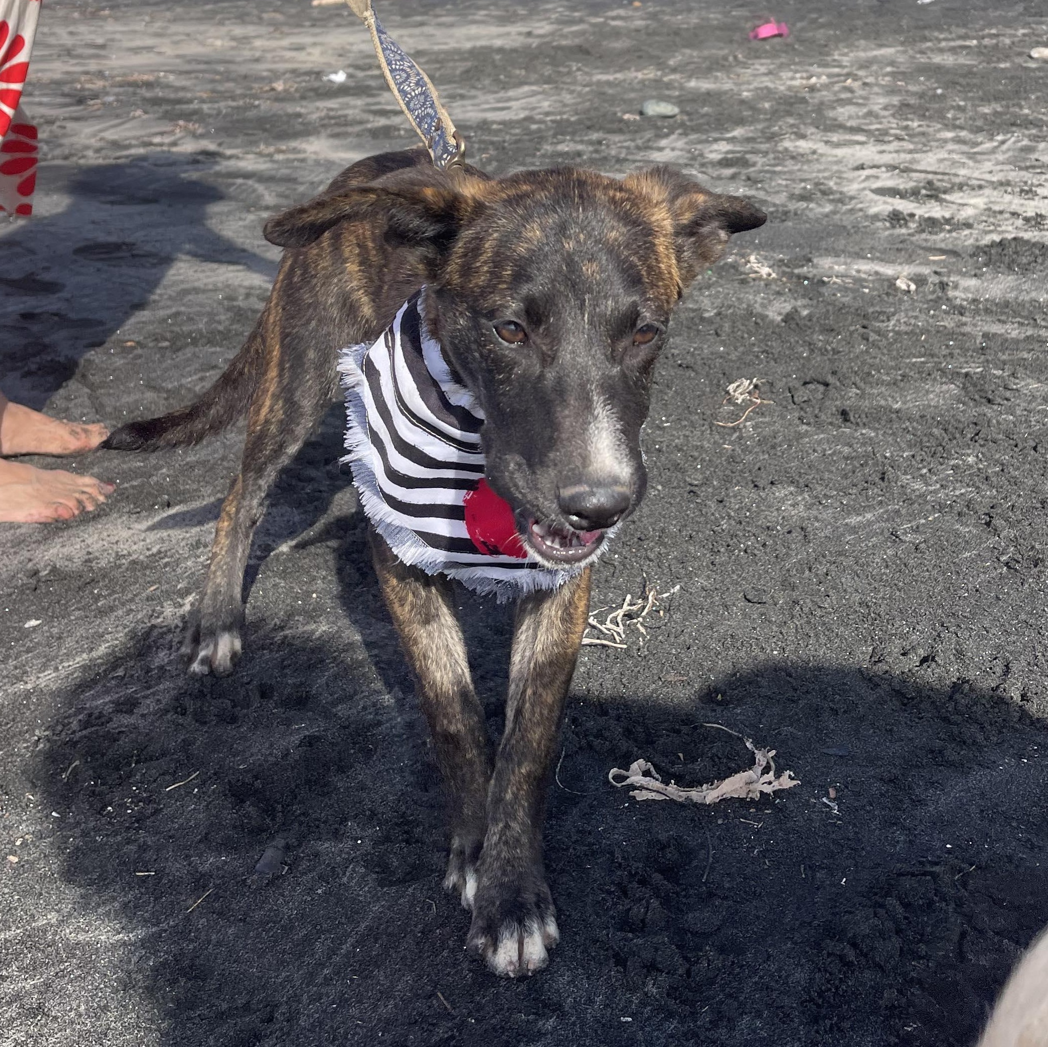 Enlarge DAKOTA 6 months 28 pounds, a Adoptable mixed breed in Aliso Viejo, CA image 4/6