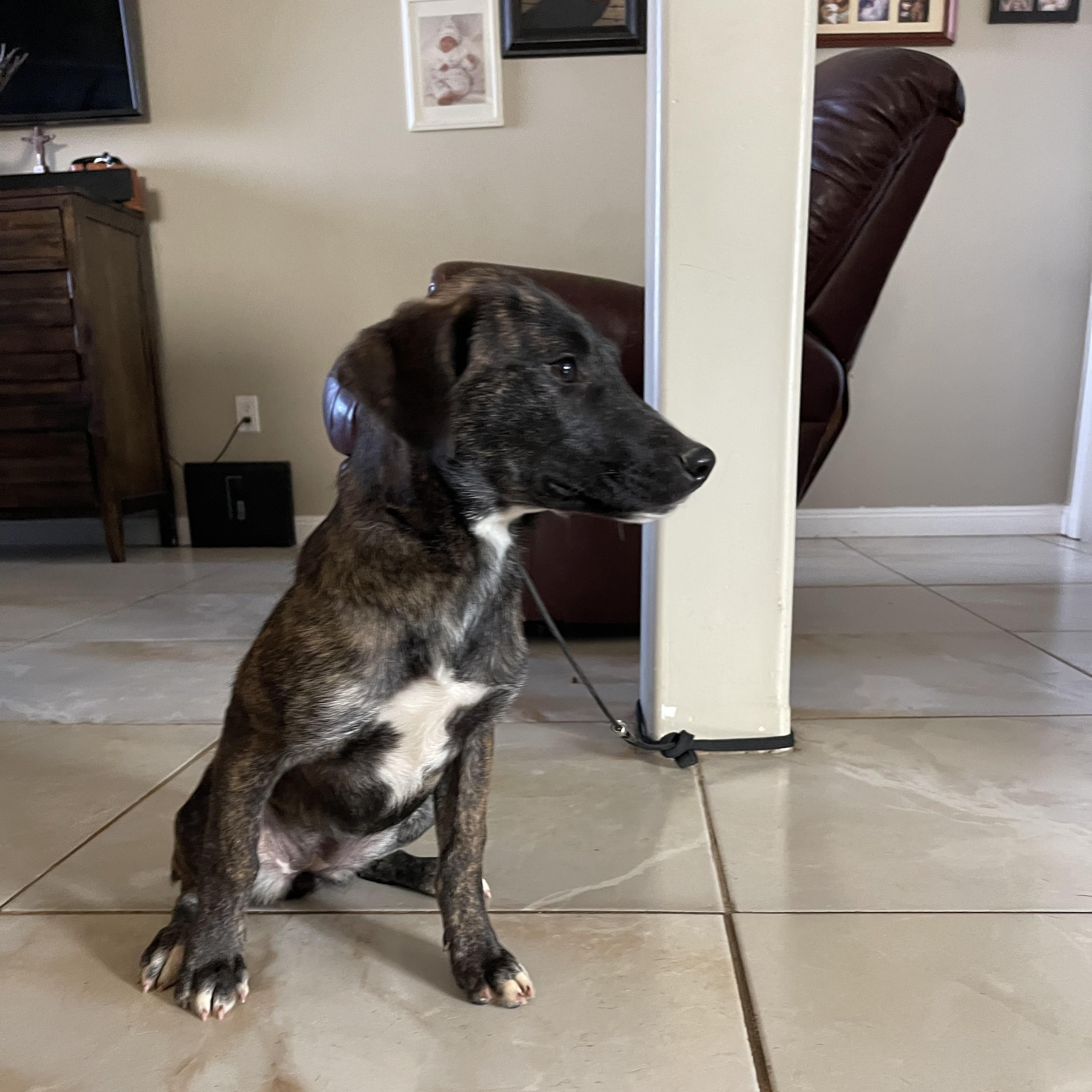 Enlarge DAKOTA 6 months 22 pounds, a Adoptable mixed breed in san diego, CA image 2/6