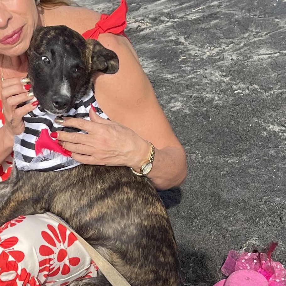 DAKOTA 6 months 28 pounds, Adoptable, Puppy Female Dutch Shepherd & Labrador Retriever.