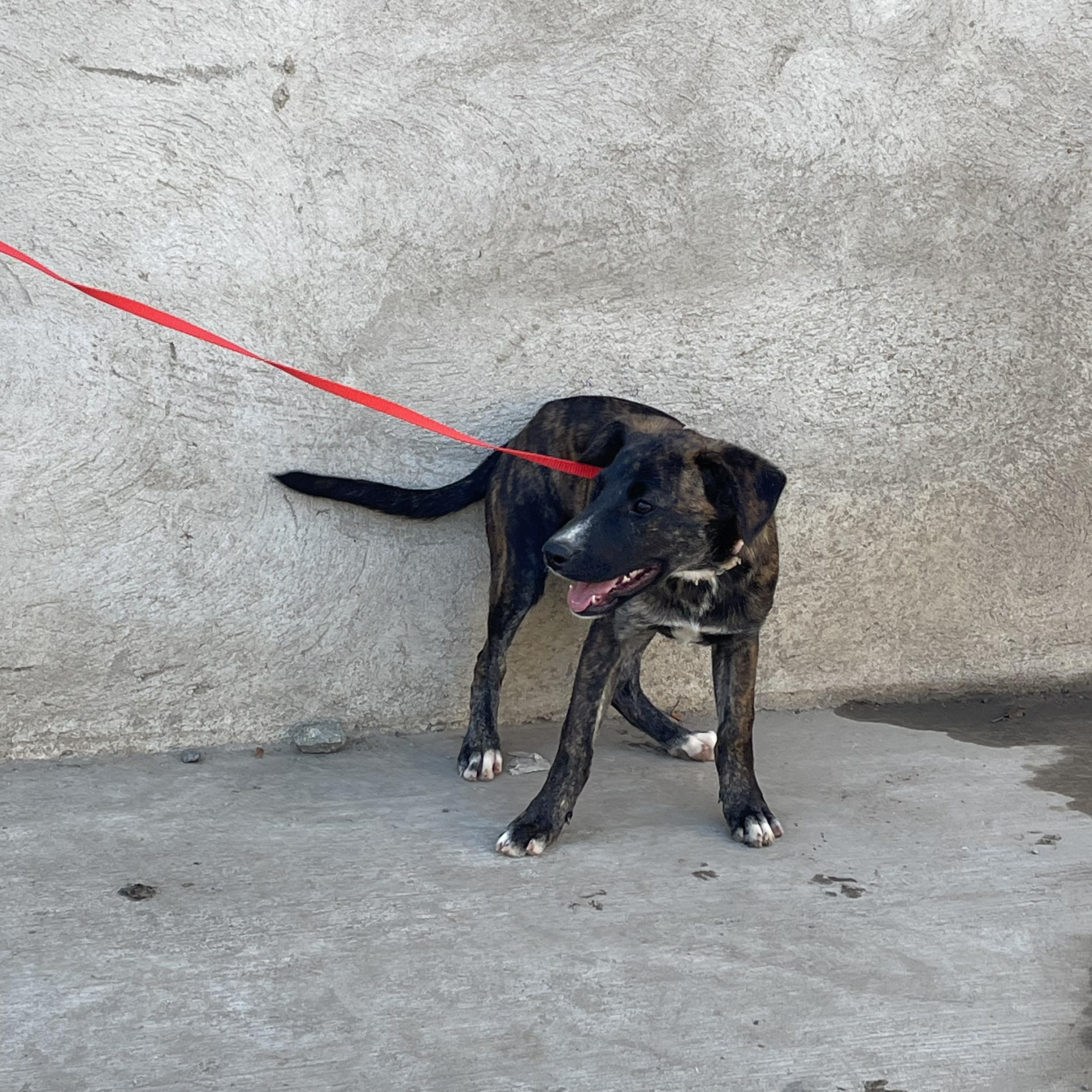 Enlarge DAKOTA 6 months 22 pounds, a Adoptable mixed breed in san diego, CA image 5/6